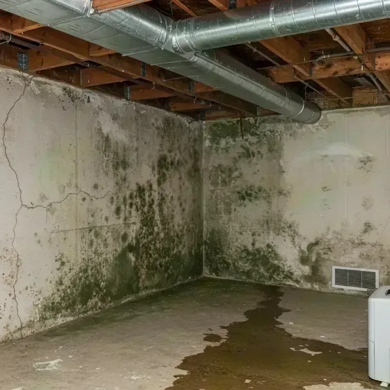 Professional Mold Removal in Concho County, TX